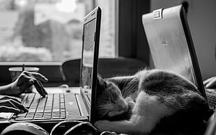 short-fur cat, monochrome, cat, desk, laptop HD wallpaper