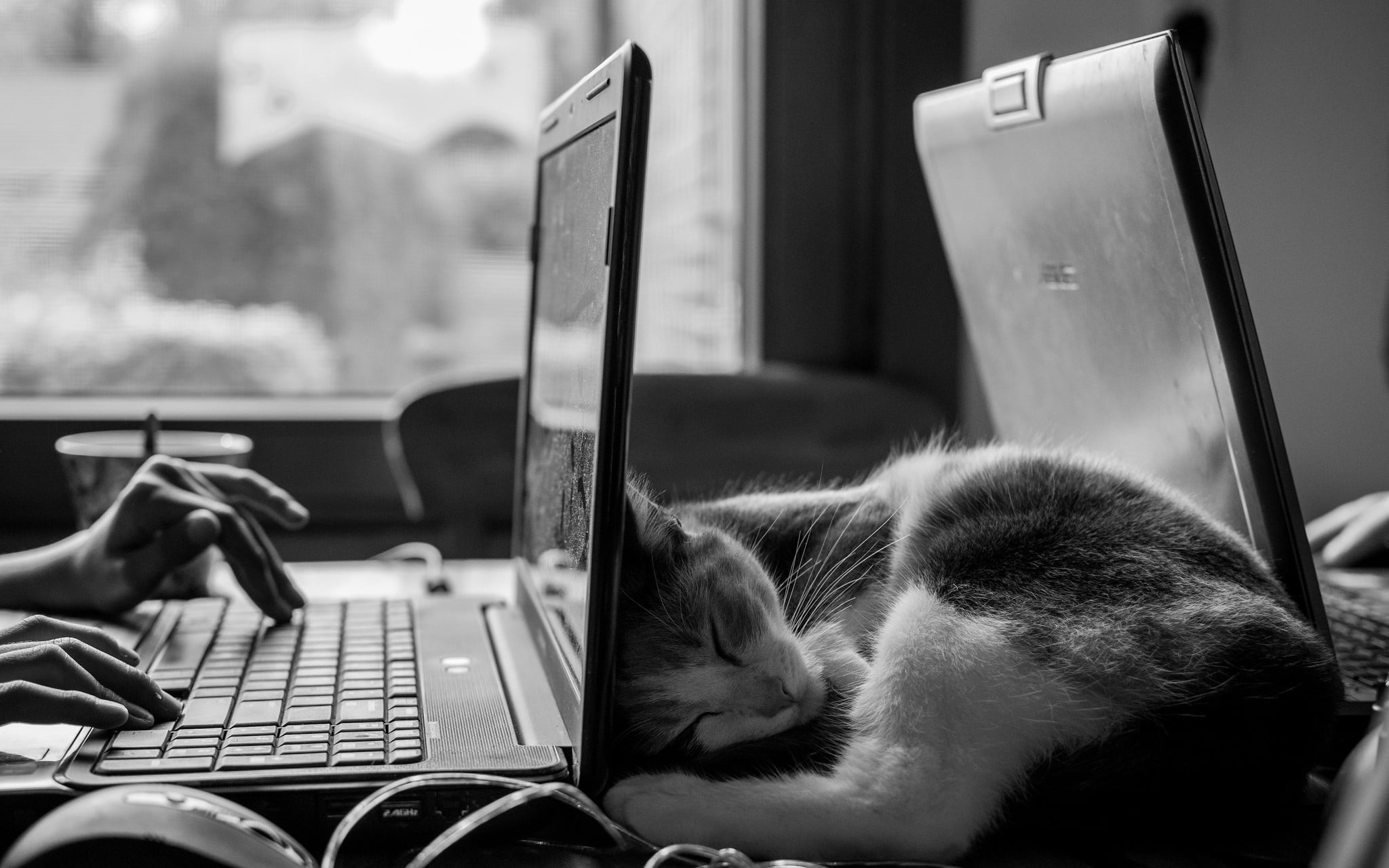short-fur cat, monochrome, cat, desk, laptop