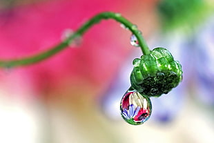 micro photography of a green flower bud