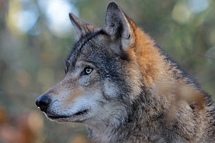 shallow focus photography of brown wolf