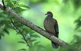 selective focus of bird on tree branch