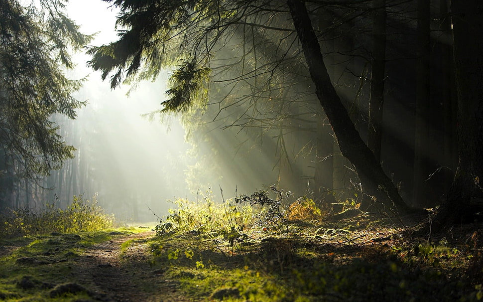 green leafed plant, forest, trees, grass, road HD wallpaper
