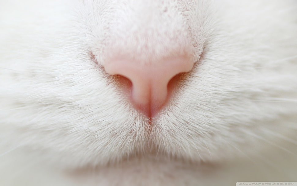 white cat, animals, cat HD wallpaper