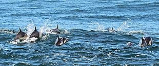 group of black dolphins in body of water during daytime