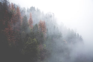 forest during fog and day HD wallpaper