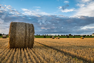 bale of hay surrounded of wheat HD wallpaper