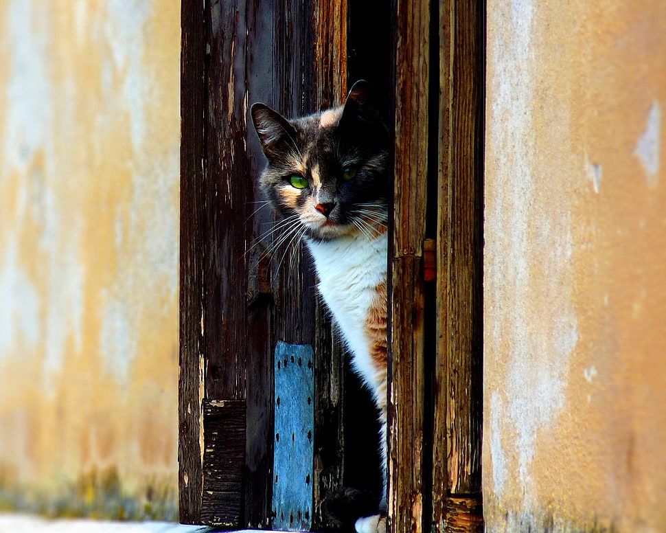 short-haired white, brown, and black cat, cat HD wallpaper