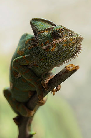 chameleon on a brown branch closeup photo