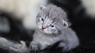 white and black tabby cat, baby animals, kittens, cat