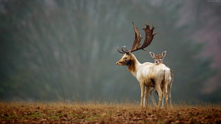deer and buck standing on field of grass HD wallpaper