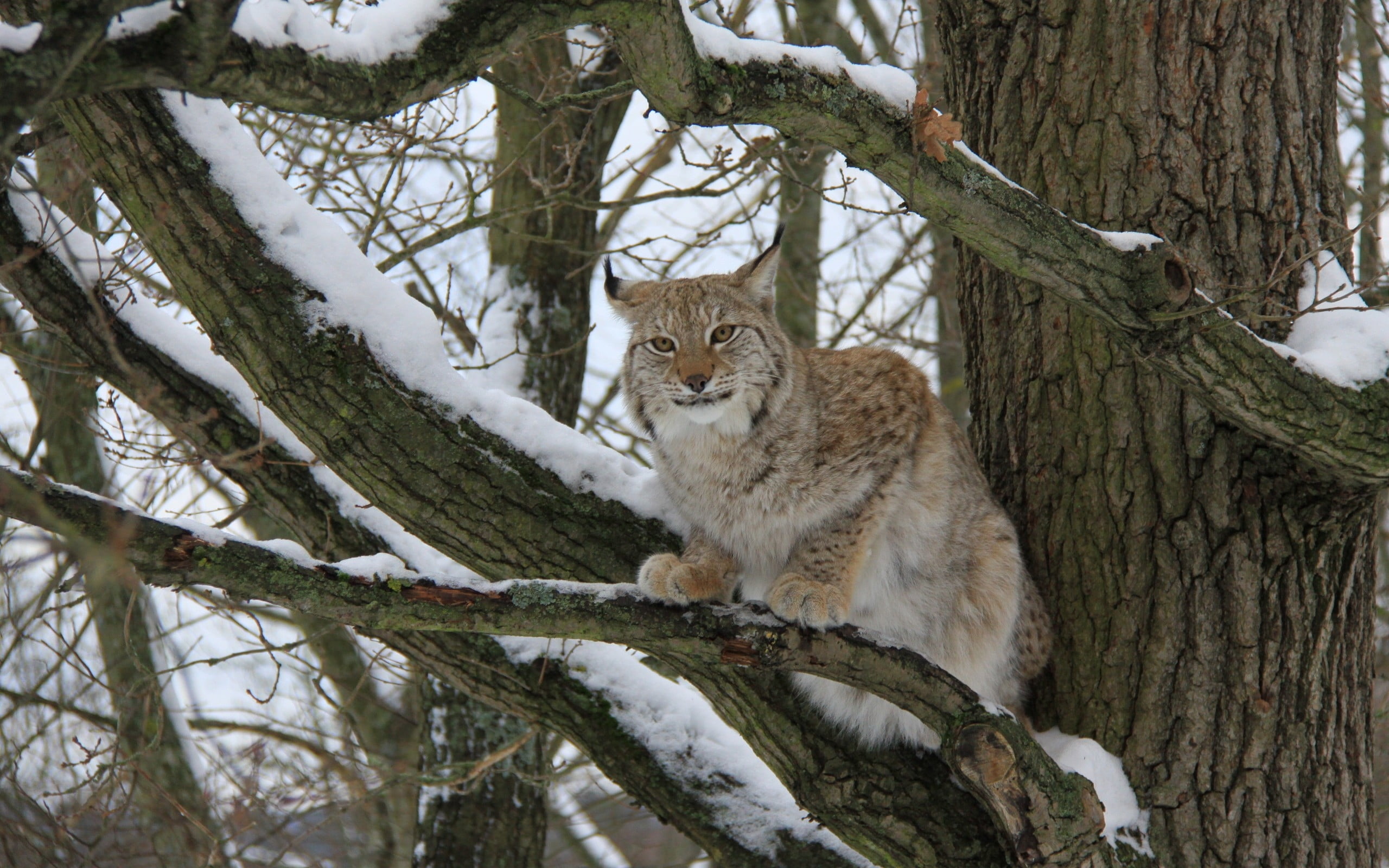 brown cheetah on the tree while winter