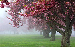 cherry blossom trees, nature, landscape, cherry trees, mist HD wallpaper