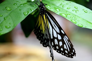 tiltshift lens photography of butter fly, butterfly, penang HD wallpaper