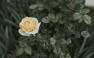 yellow rose, Rose, Bush, Flower