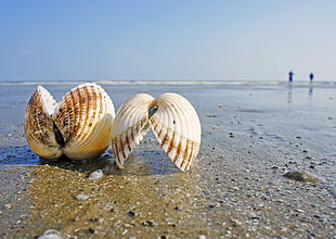 focus photo of seashell on the seashore, kiawah HD wallpaper