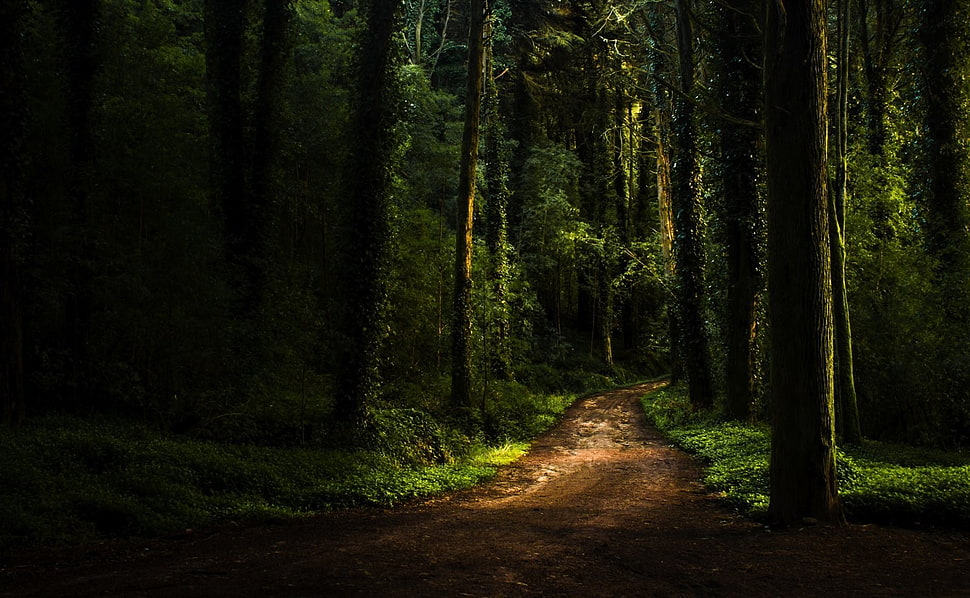 green forest during daytime HD wallpaper
