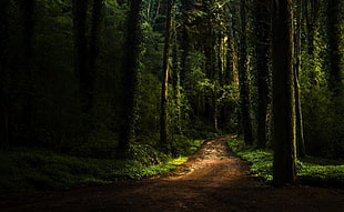 green forest during daytime