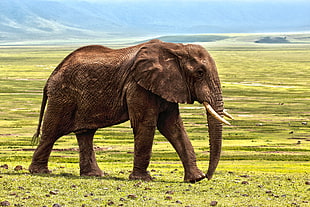 brown Elephant in grass filed HD wallpaper
