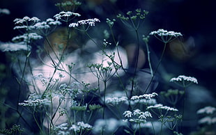 shallow focus photography of white flowers
