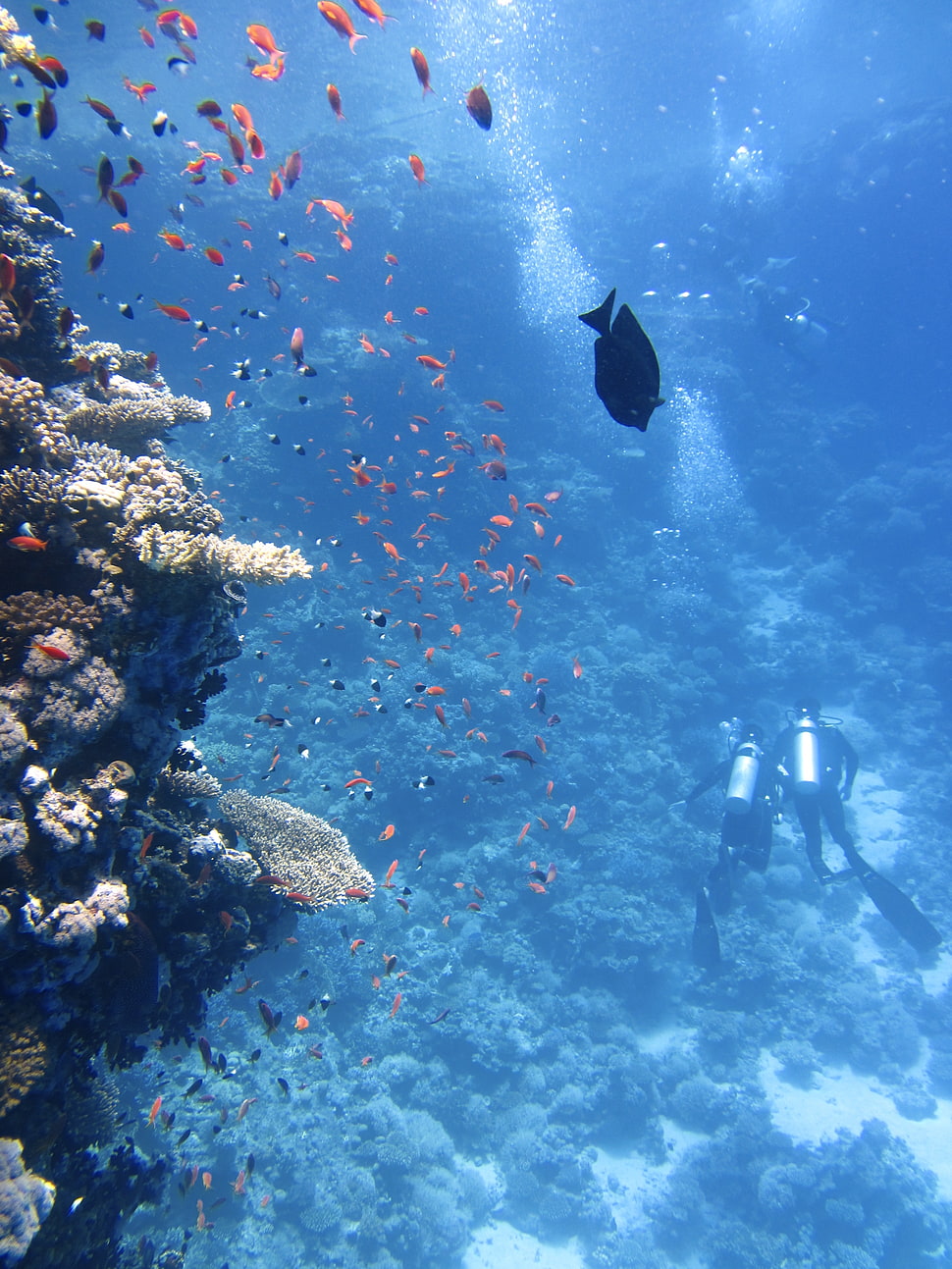 two divers underwater near seabed HD wallpaper