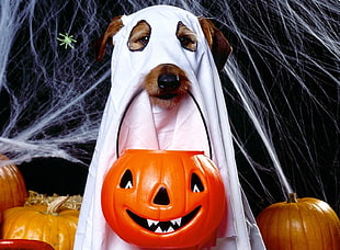 short coated dog wearing white ghost costume holding trick or treat basket