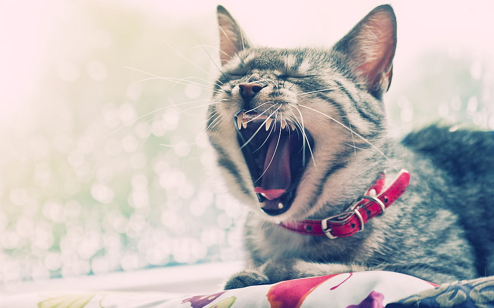 brown Tabby cat HD wallpaper