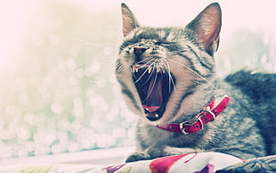 brown Tabby cat