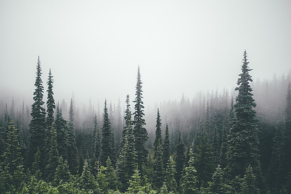 green tree, pine trees, forest HD wallpaper