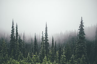 green tree, pine trees, forest