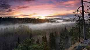 view of foggy forest during sunset
