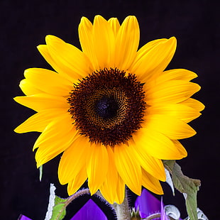 Sunflower photography HD wallpaper