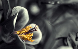 greyscale photography of Columbine flower HD wallpaper