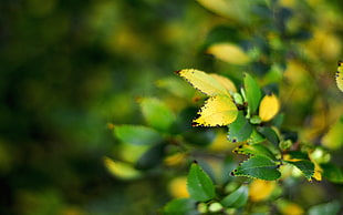 green leaf closeup photo HD wallpaper