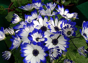 shallow focus white and blue flowers