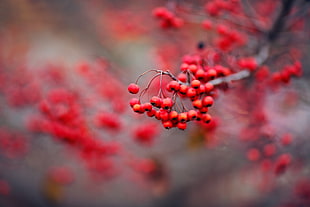 round red fruits, branch, plants, macro, fruit