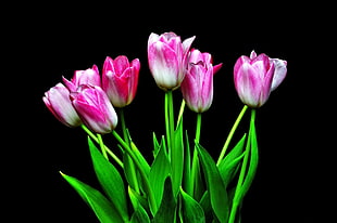 white and pink Tulip flowers HD wallpaper