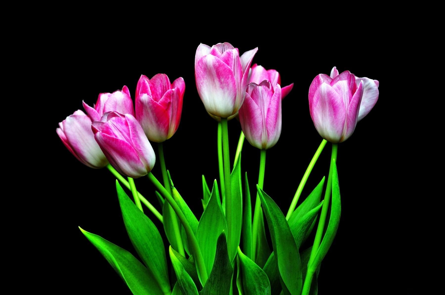 White and pink Tulip  flowers  HD  wallpaper  Wallpaper  Flare
