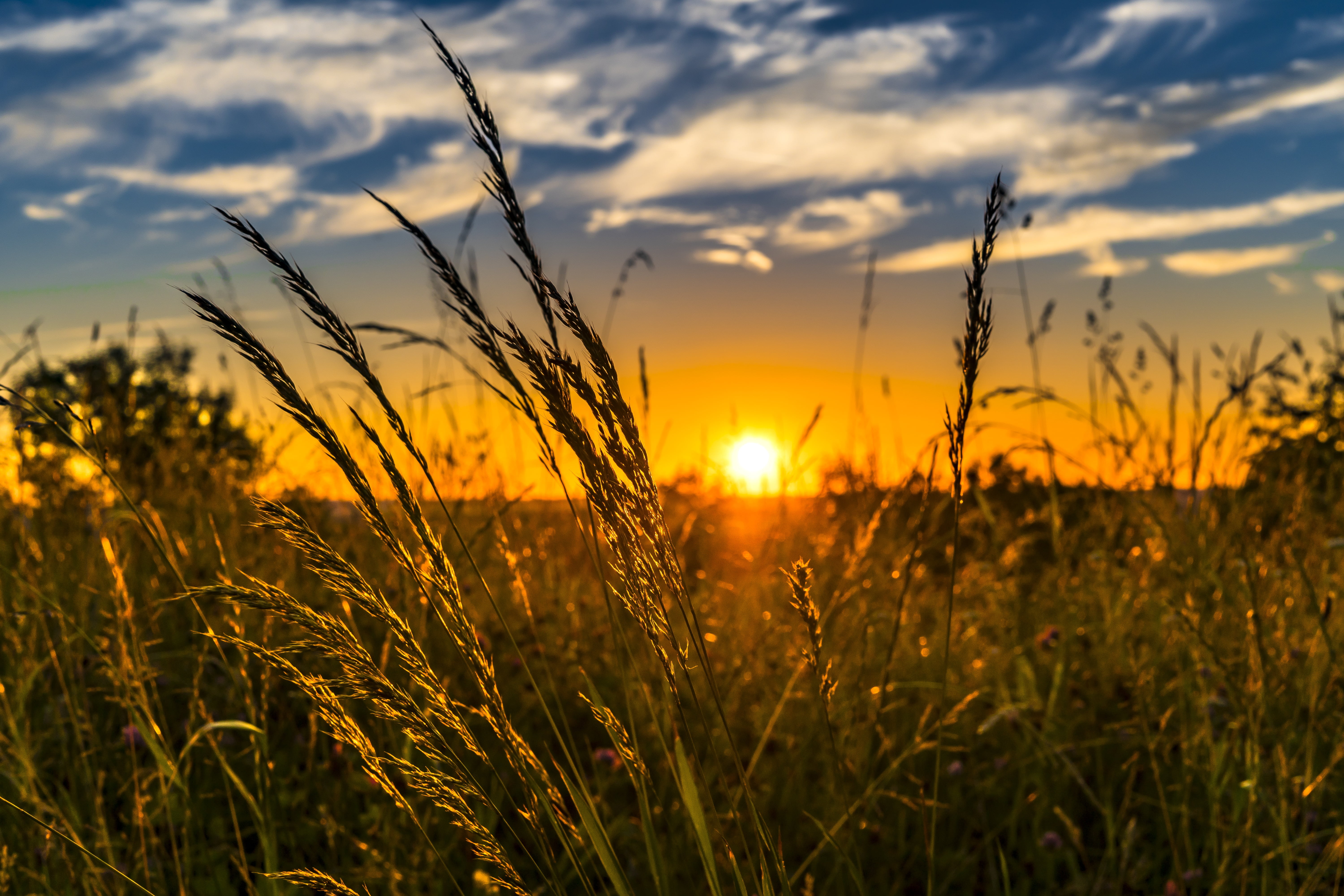 Selective focus of grass with sun background HD wallpaper | Wallpaper Flare