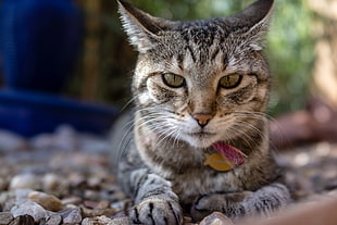 silver tabby cat's photo