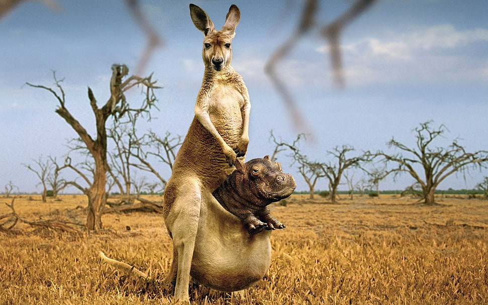 Kangaroo with Hippopotamus graphing wall paper HD wallpaper