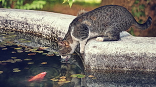 short-coated gray cat, animals, cat, pet, water