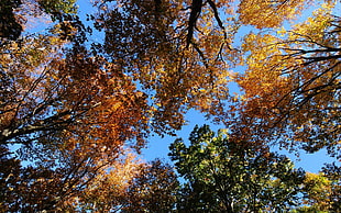 green and orange leaves trees under blue sky HD wallpaper