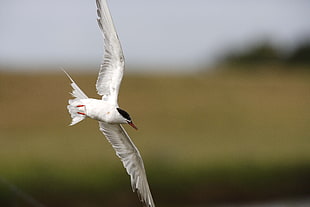 selective focus photography of Tern flying