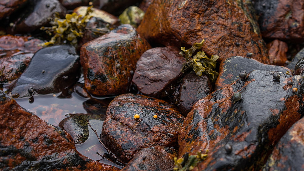 brown and black stone fragment lot HD wallpaper