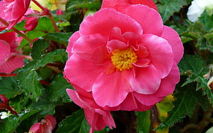 pink flower close up photo