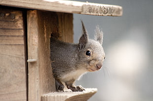 selective focus photography of gray squirrel in brown wooden birdhouse