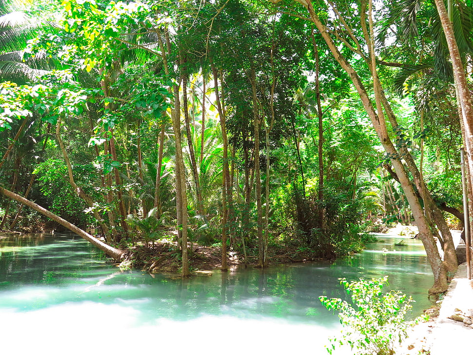 green leafed tree, forest, Philippines, river, jungle HD wallpaper
