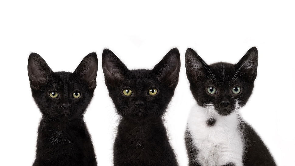 three black, and white kittens HD wallpaper