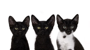 three black, and white kittens