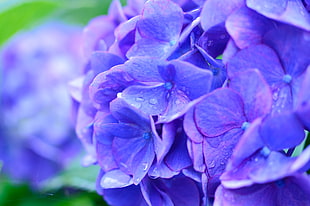 purple petaled flower, Hydrangea, Drops, Lilac